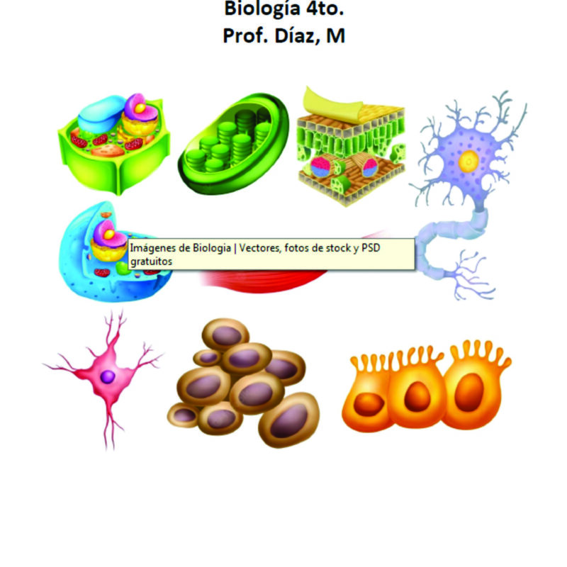 4-BIOLOGIA-COLOR-DIAZ MATIAS